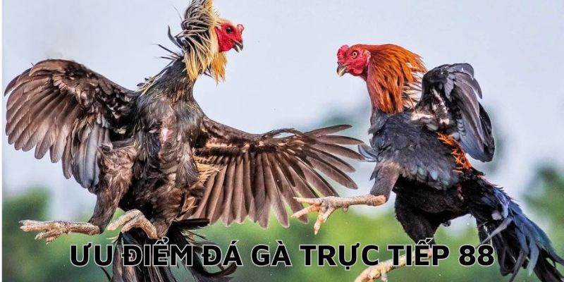 Đá gà trực tiếp 88 có những ưu điểm vượt trội
